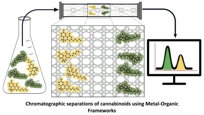 bacteria plates with cell growth